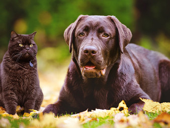 Why Give Omega 3 Oils to Your Dog?