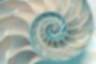 Nautilus à partir du coeur.jpg