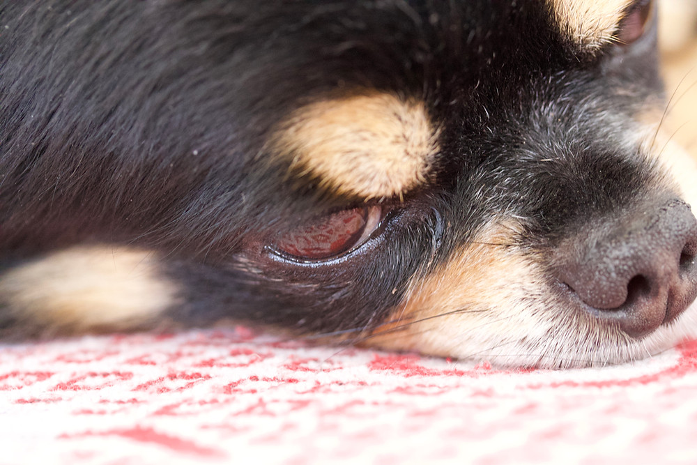 Votre animal de compagnie vous apprend beaucoup