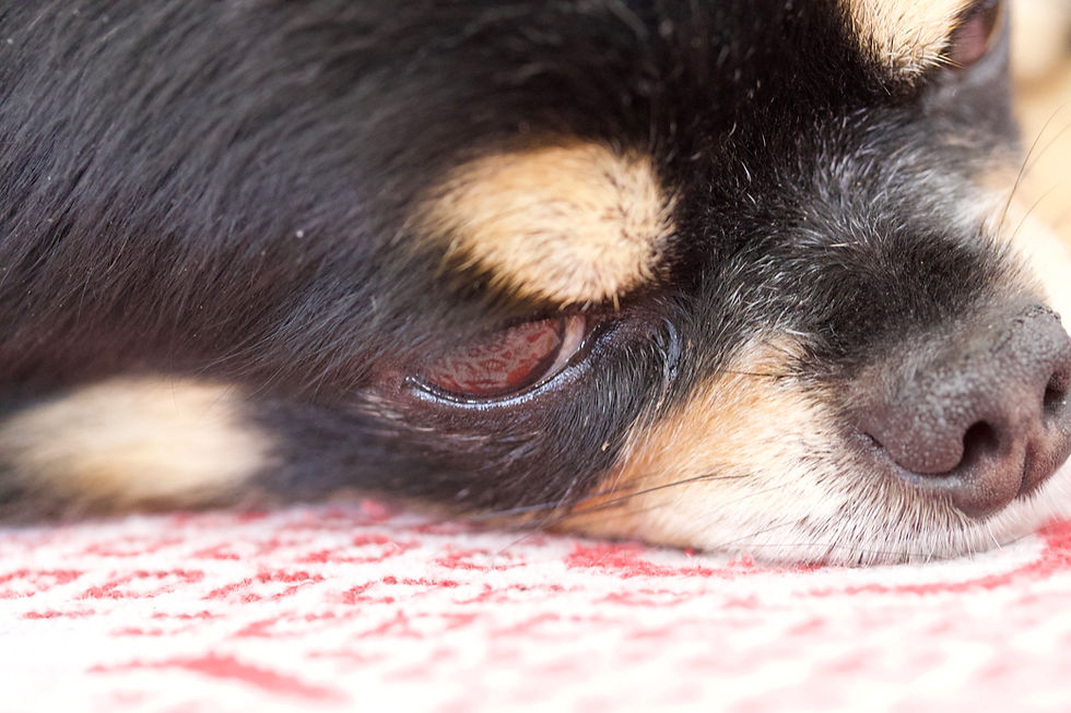 Votre animal de compagnie vous apprend beaucoup