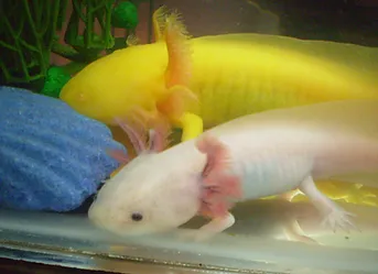 Signs Of Stress And Sickness Sillyaxolotls