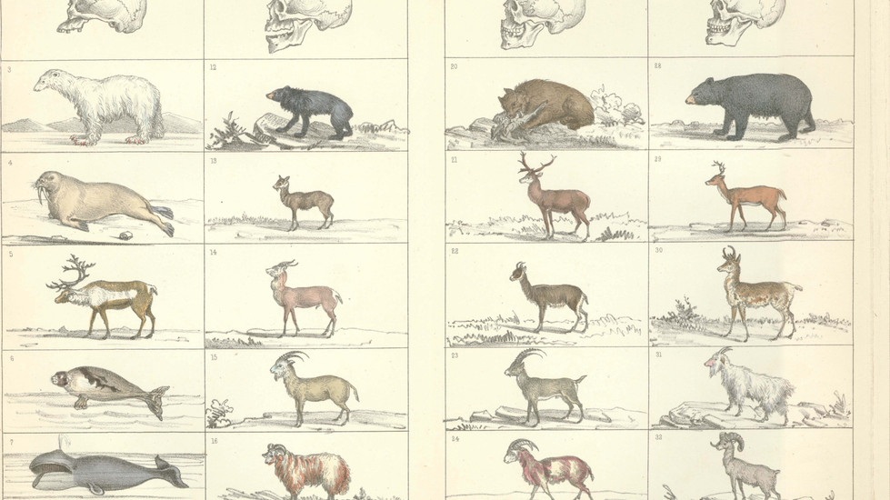 How Missionaries Taught Darwin Not to Be Racist