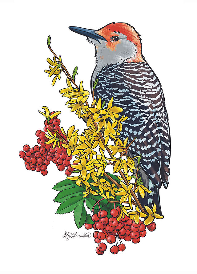 MegLemieur_RedBelliedWoodpecker_8x10_small.jpg