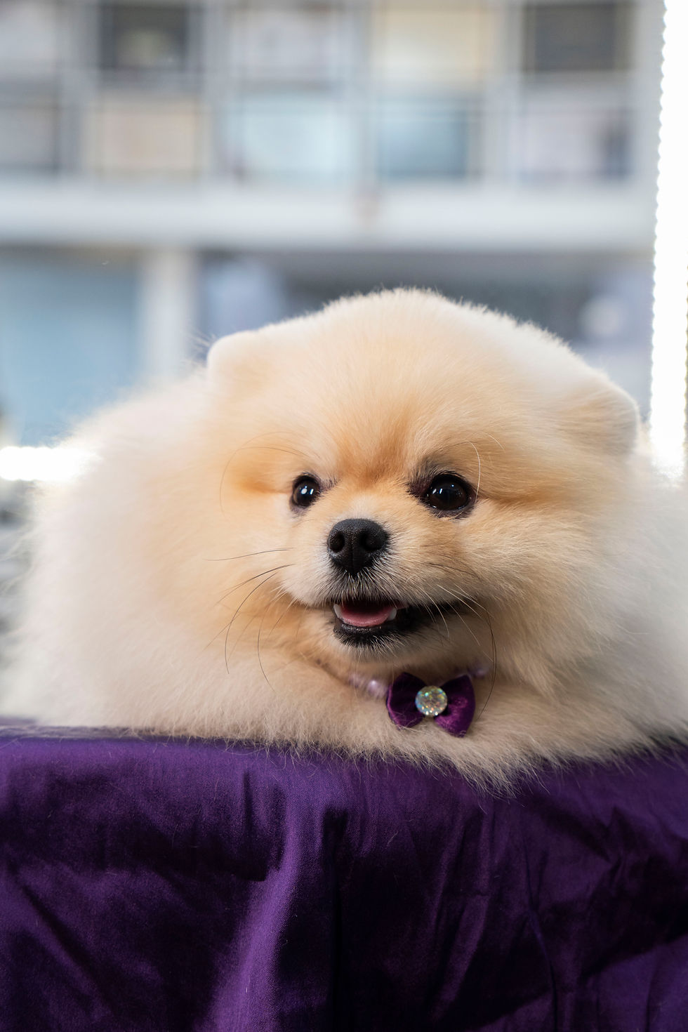 CACHORRO GROOMING.png