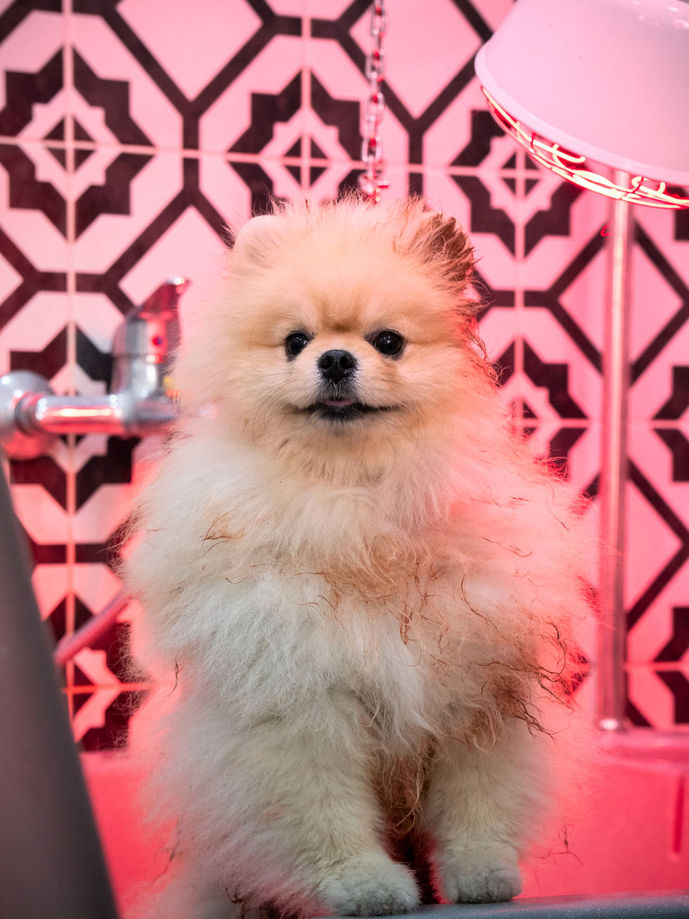 CACHORRO GROOMING.png