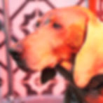 CACHORRO GROOMING.png