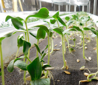 Thumbnail: Microgreens
