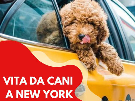 Vita da cani a New York