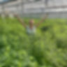 Mary Adams standing with arms outstretched surrounded by cannabis/hemp plants inside a large greenhouse