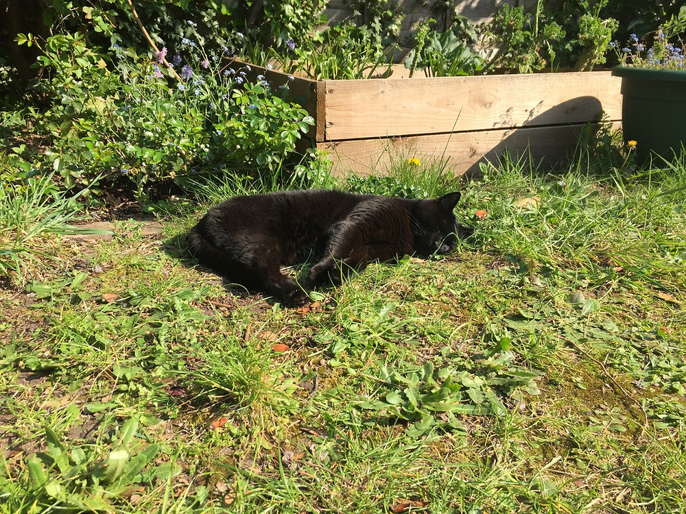 Photo: Caspar the cat