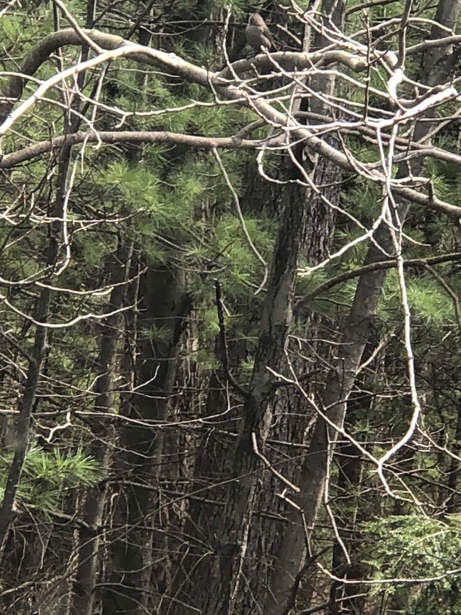 Photo: Twisting trees