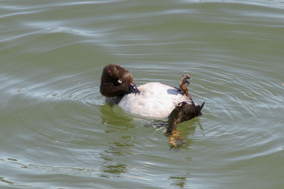seurasaari16072016-24