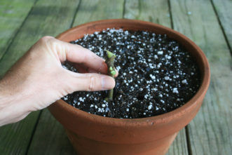 Plant Propagation