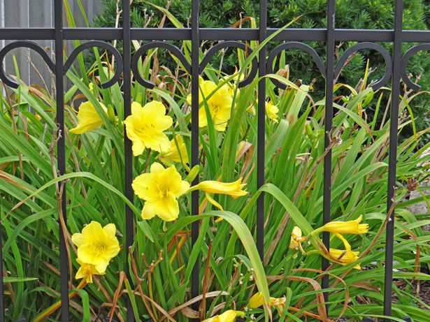 Summer Blooming Bulbs