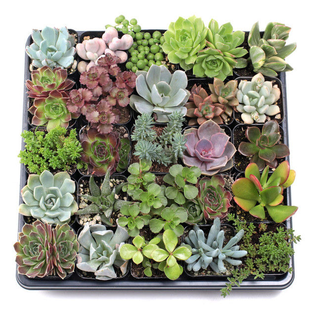 All About Succulents