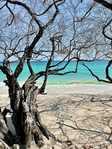 trees on a beach in koh tao thailand