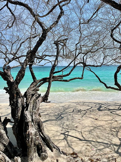 trees on a beach in koh tao thailand