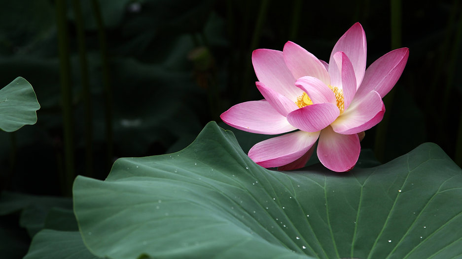 Untitled design (8).png