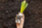 Fertilizer Soil Concept 00043.jpg