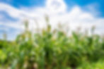 photography-theme-large-beautiful-harvest-corn-maize-field-with-natural-leaves-photo-consi