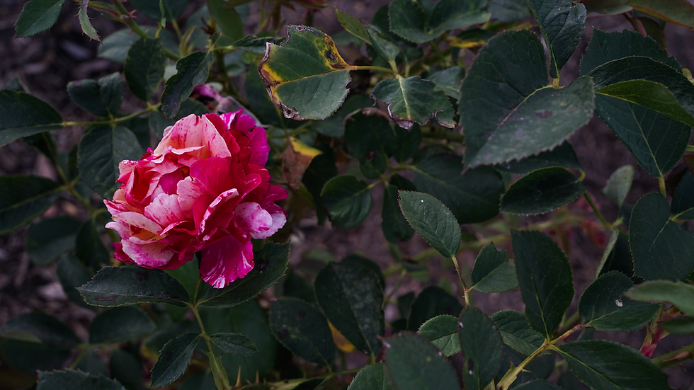 Roses-20.png