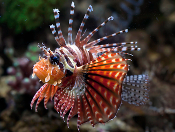 Já ouviu falar em Peixe-leão?
