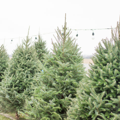 Our Favorite Long Island Christmas Tree Farms