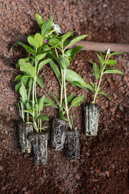 GINATO AT WIX_058.jpg