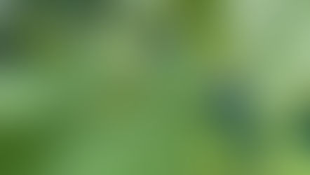 君はアイドル🦎