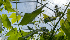 ワインデラウェアも順調に🍷