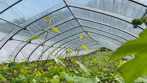 ワインデラ🍇作業にはいりました