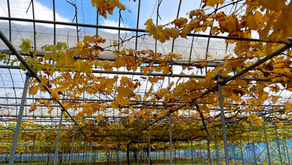 冬支度 進めてます🍂