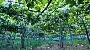 ワイン🍷ぶどう収穫スタートです