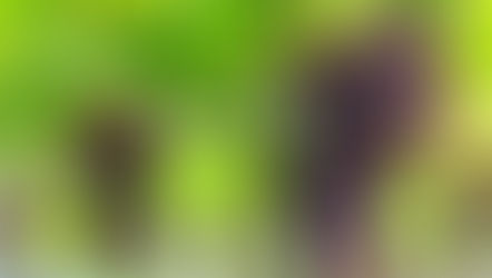 ワインデラウェア収穫祭🍷