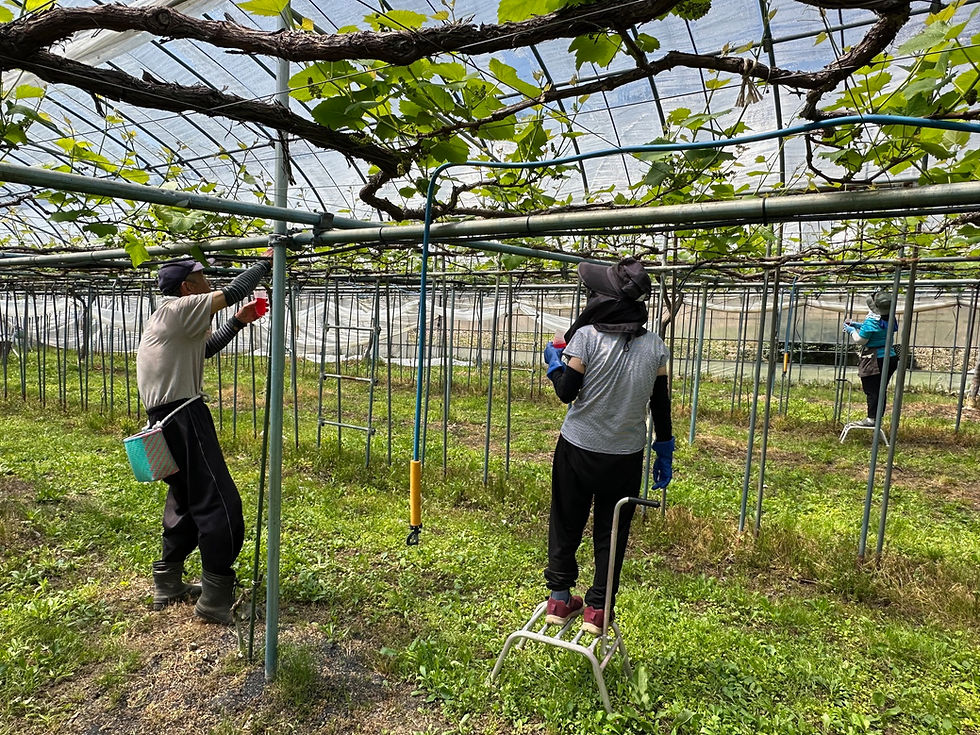 ジベ処理 進んでます🌿