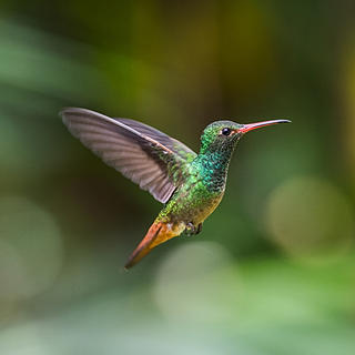 Writer: Chris Accornero