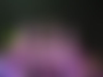 Representar o município através da corte oficial de rainha e princesas é sinônimo de orgulho