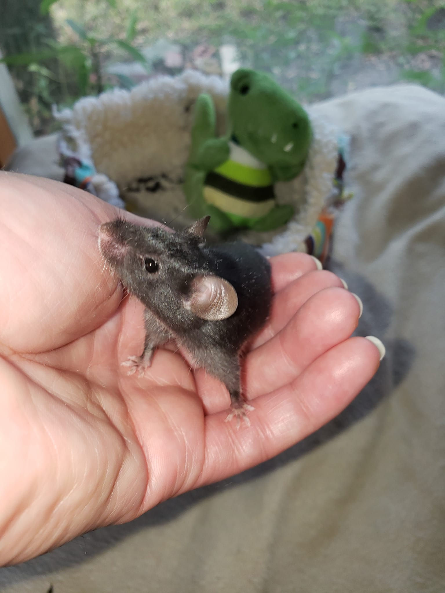 Male Mouse