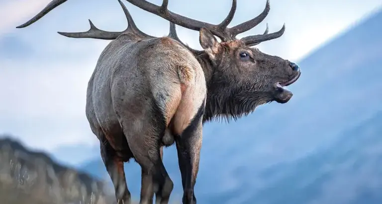 BIG GAME HUNTING…