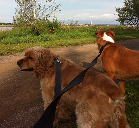 Moncton Dog Walker