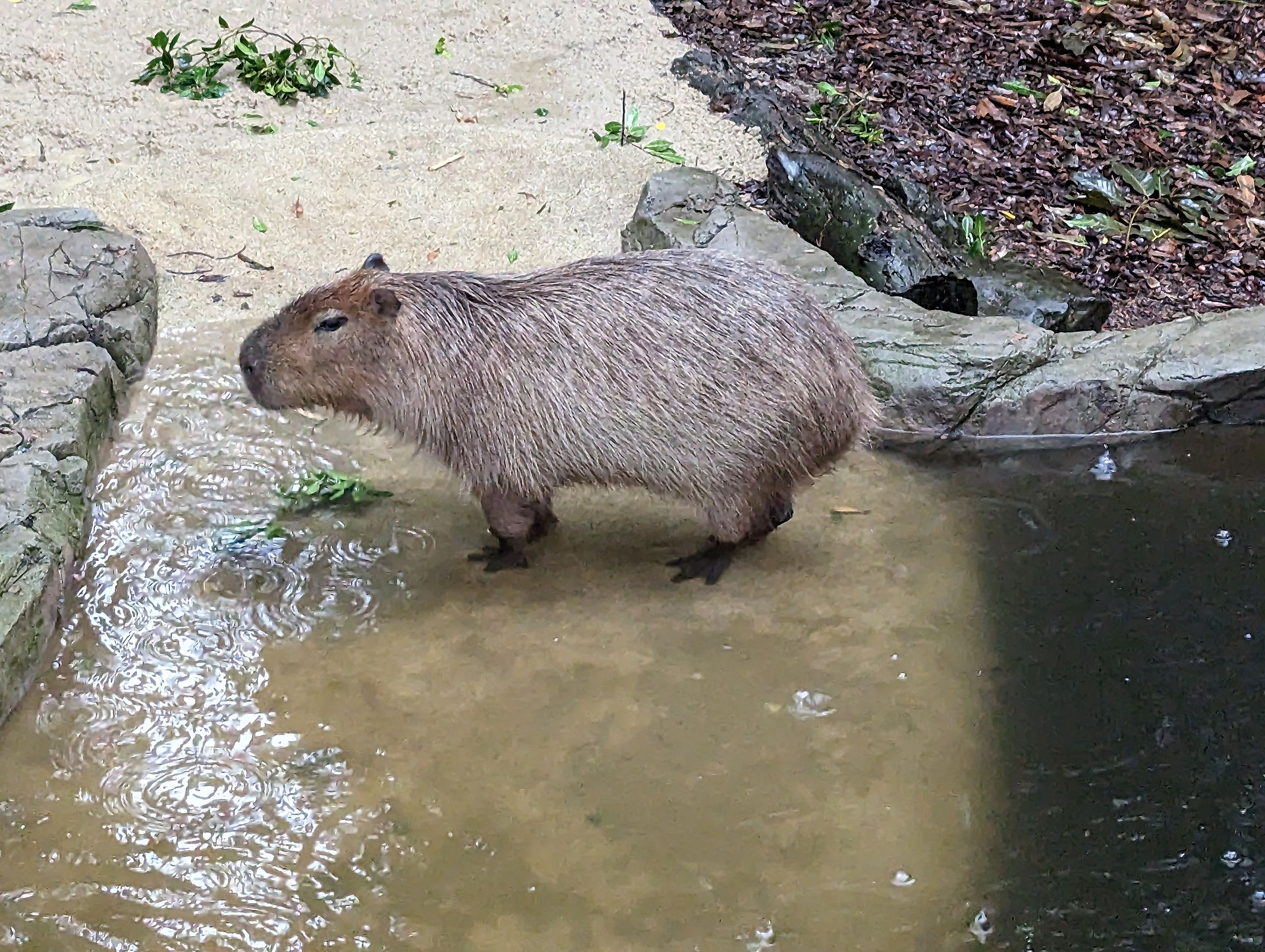 Cabybara
