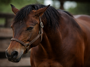 When Horses Become Emotional Dumping Grounds