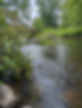 a wooded area with a river