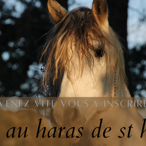 Stage haras de st hilaire