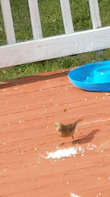 "Behold the birds of the air . . ."