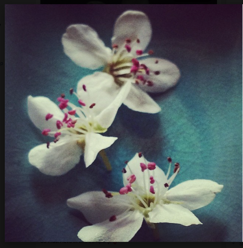 blossoms.png