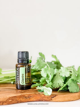 Cilantro upright with herb on wood_edited.jpg