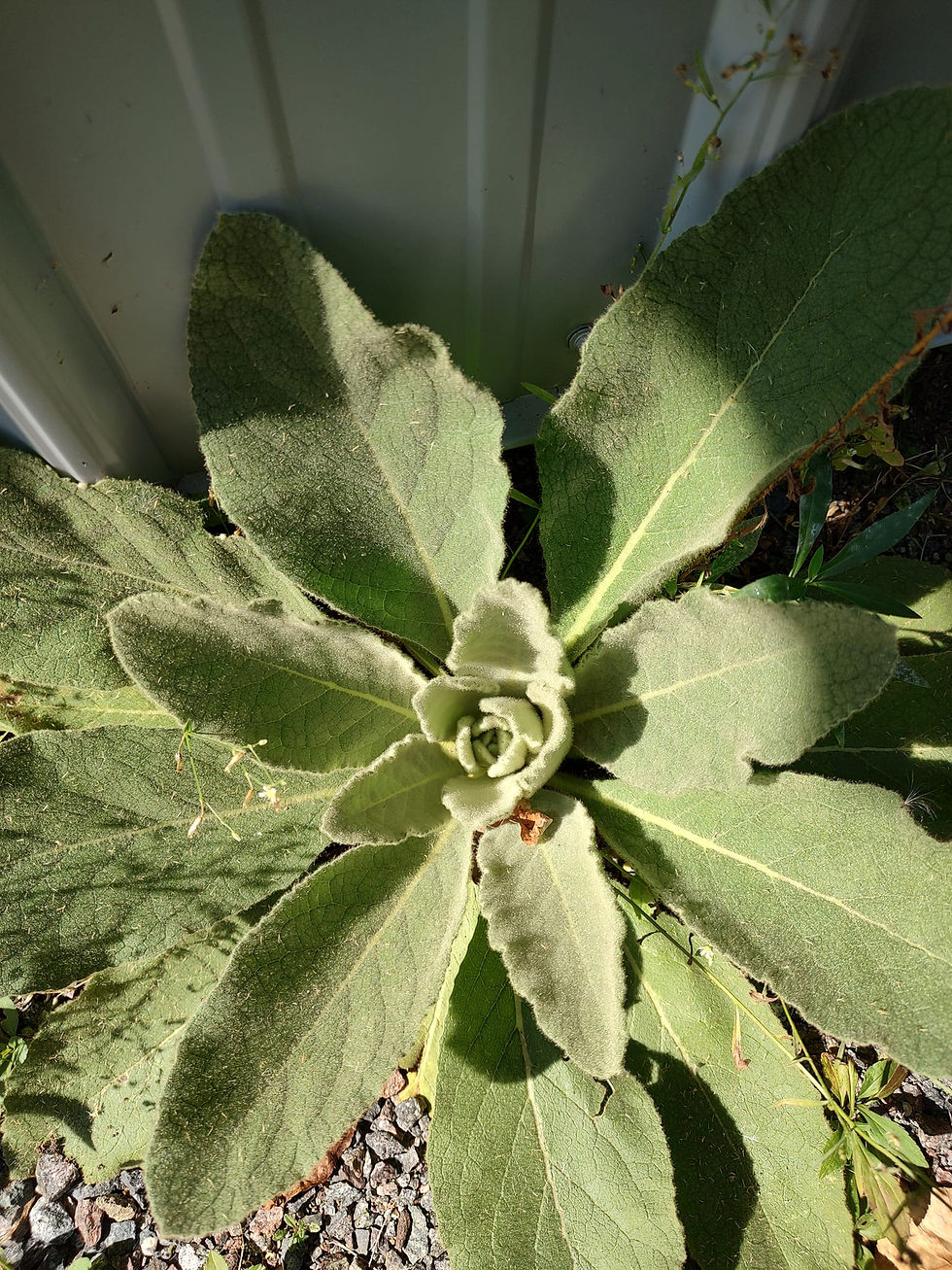 Mullein cooked oil infusion.