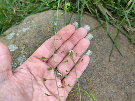 Capsella bursa-pastoris - Shepard's purse