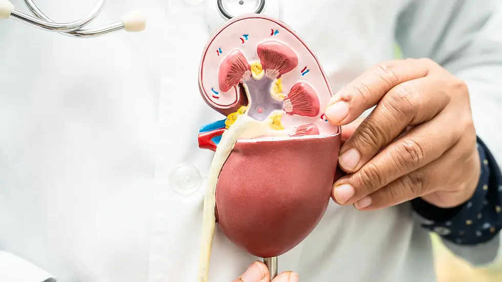 kidney.webp